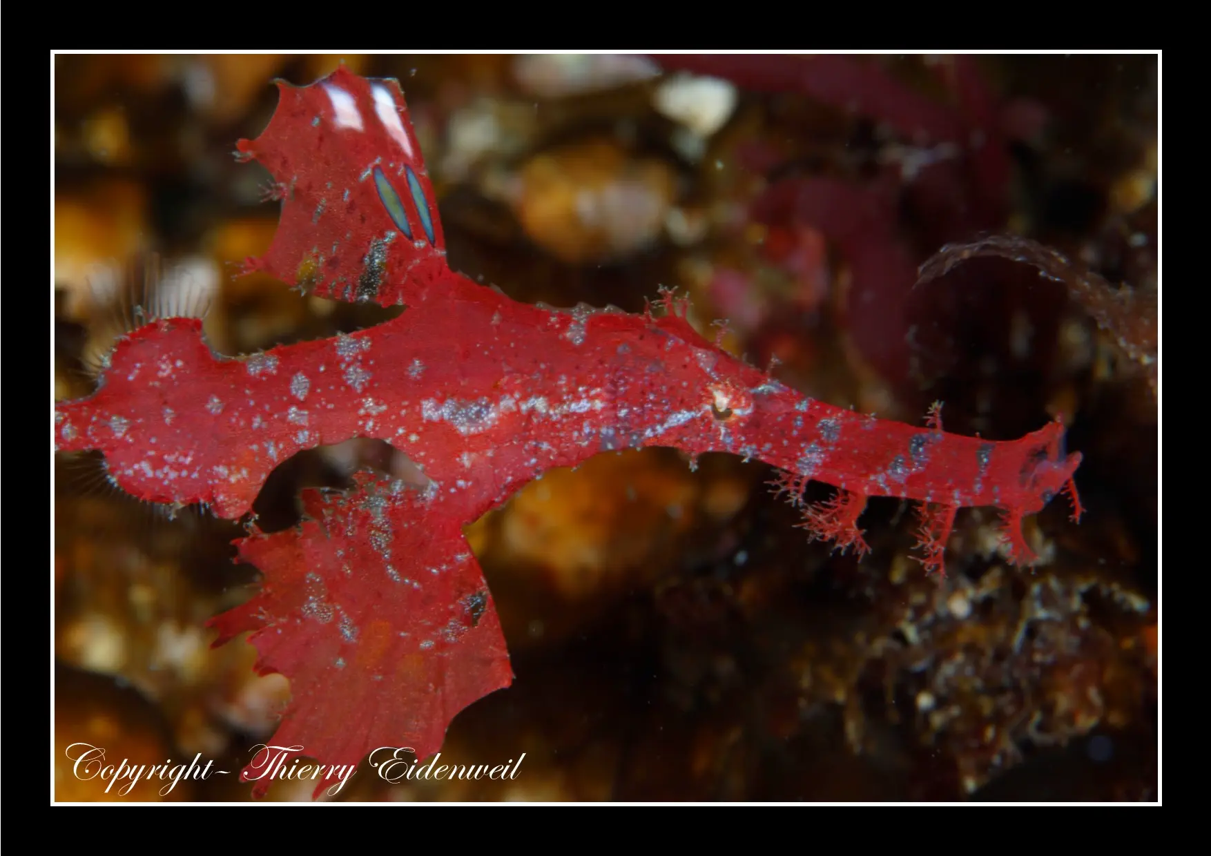 Anilao Macro Dive Media Highlight